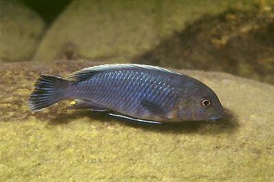 Pseudotropheus sp. 'lucerna blue mozambique' Gome
